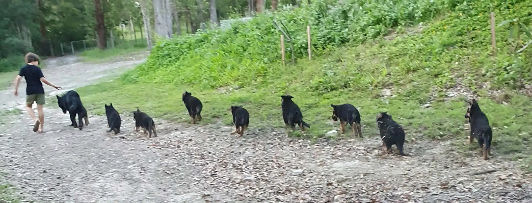 Handler walking with a pack of German Shepherds - representing the heritage and mission of Positive Pup Academy