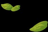 Decorative leaf